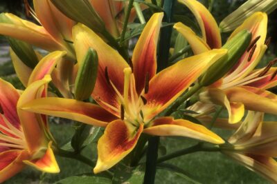 Liliowiec TIGER EYE SPIDER