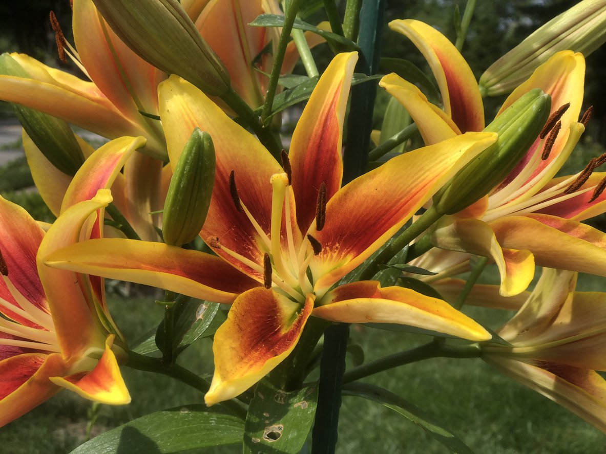 Liliowiec TIGER EYE SPIDER