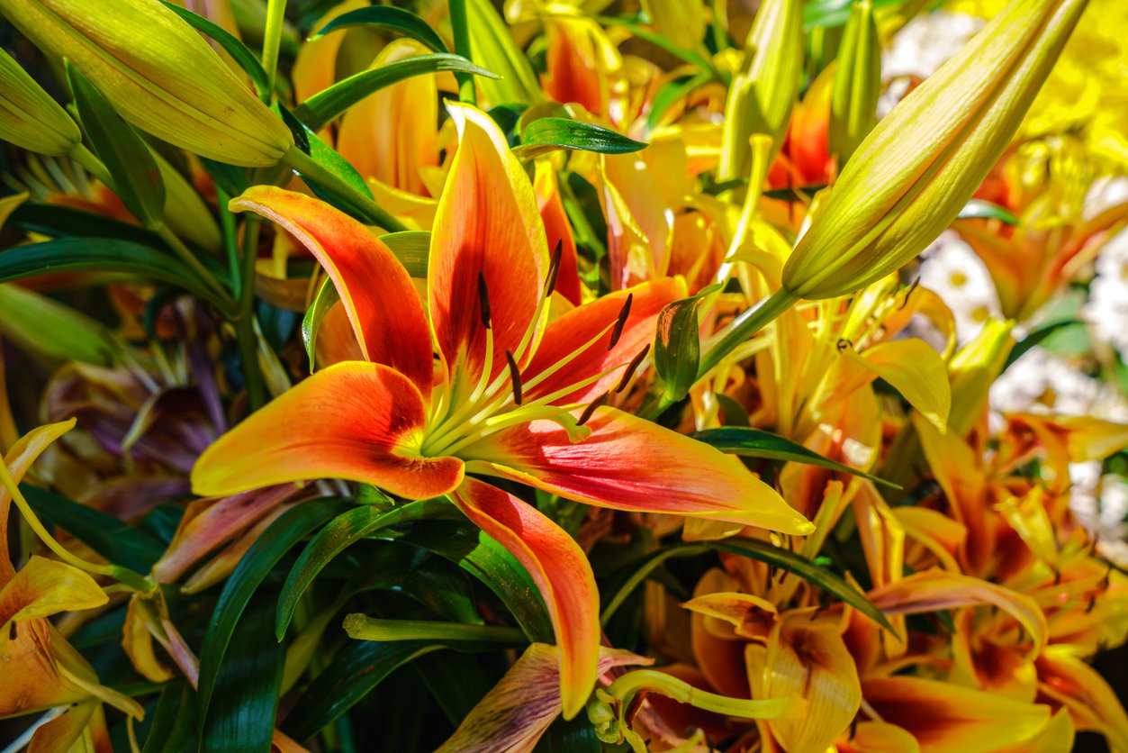 Liliowiec TIGER EYE SPIDER - 2