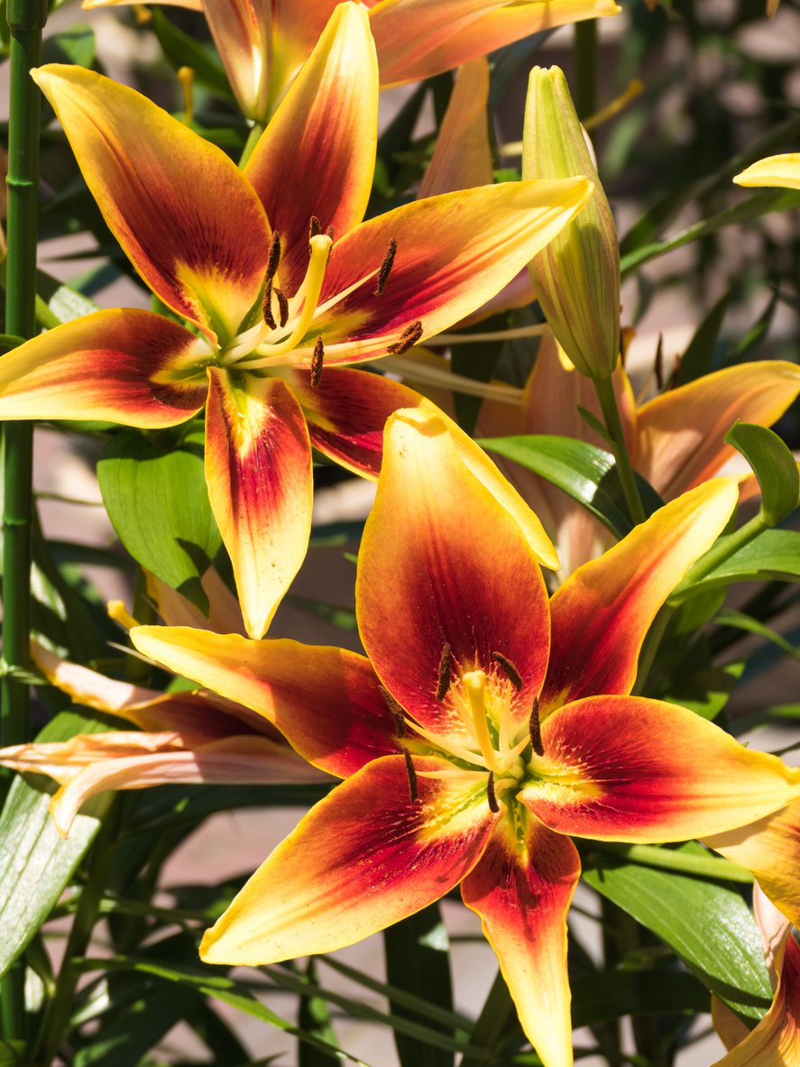 Liliowiec TIGER EYE SPIDER - 3