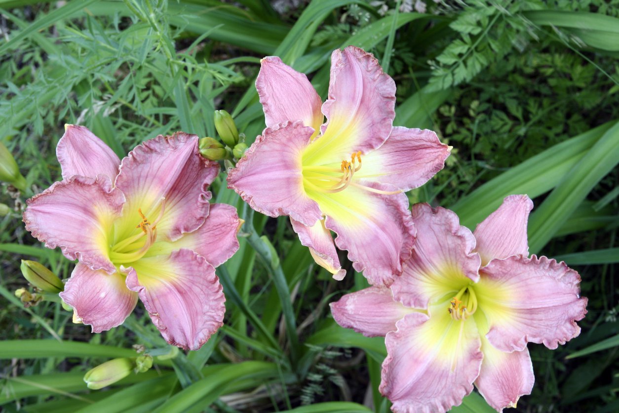 Liliowiec THINK PINK - 2