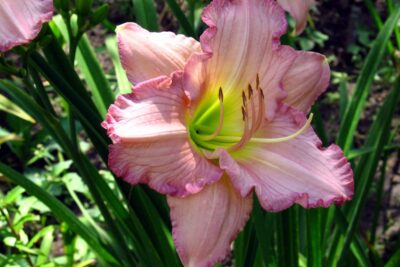 Liliowiec THINK PINK