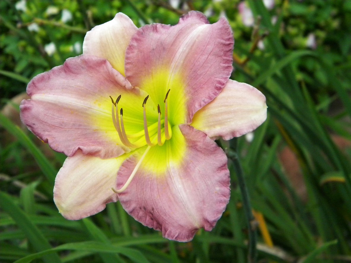 Liliowiec THINK PINK - 3