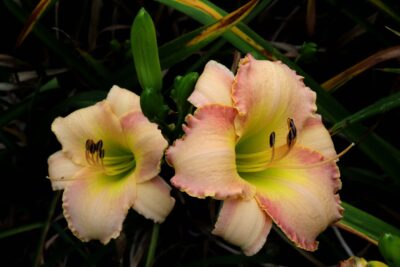 Liliowiec SEAL APPROVAL