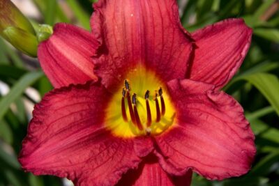 Liliowiec RUBY STELLA