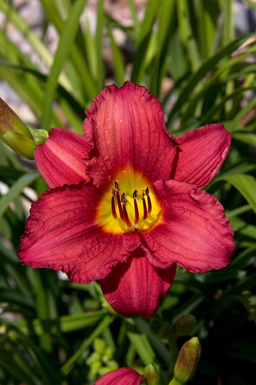 Liliowiec RUBY STELLA