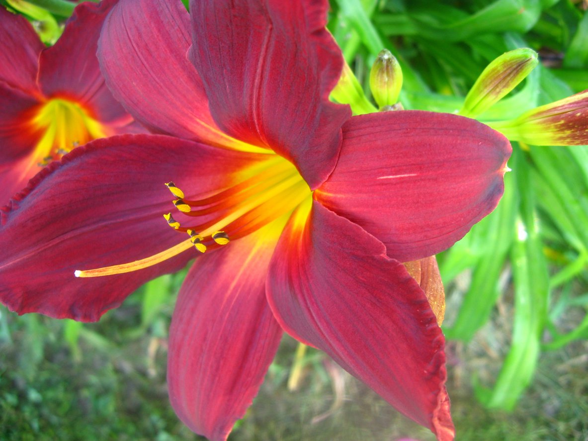 Liliowiec RUBY STELLA - 2