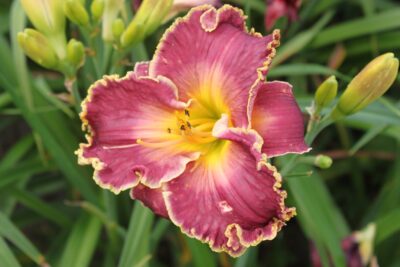 Liliowiec PAPRIKA FLAME