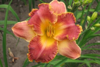 Liliowiec HEAVENLY PINK FANG