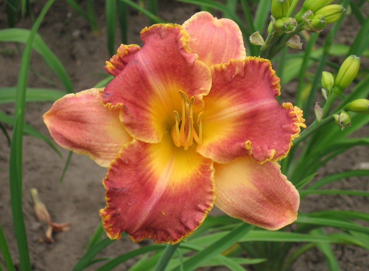 Liliowiec HEAVENLY PINK FANG