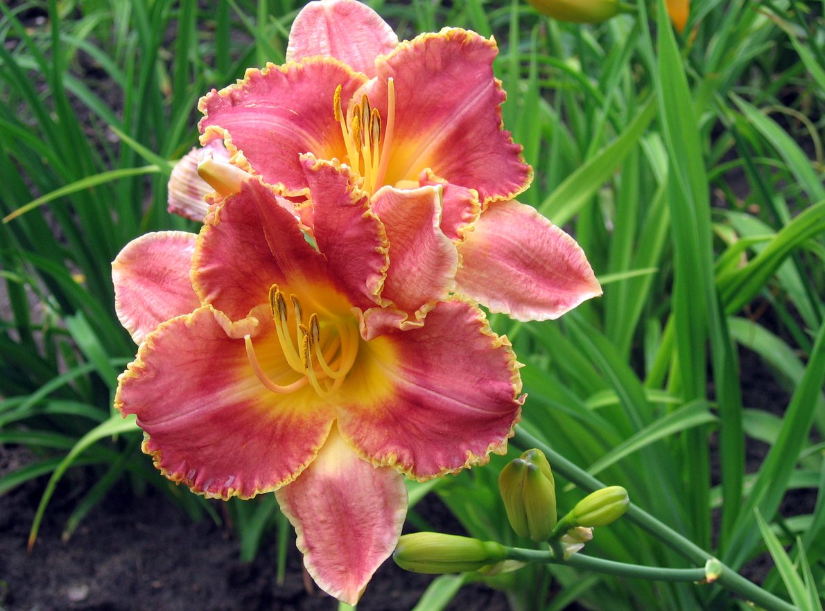 Liliowiec HEAVENLY PINK FANG - 2