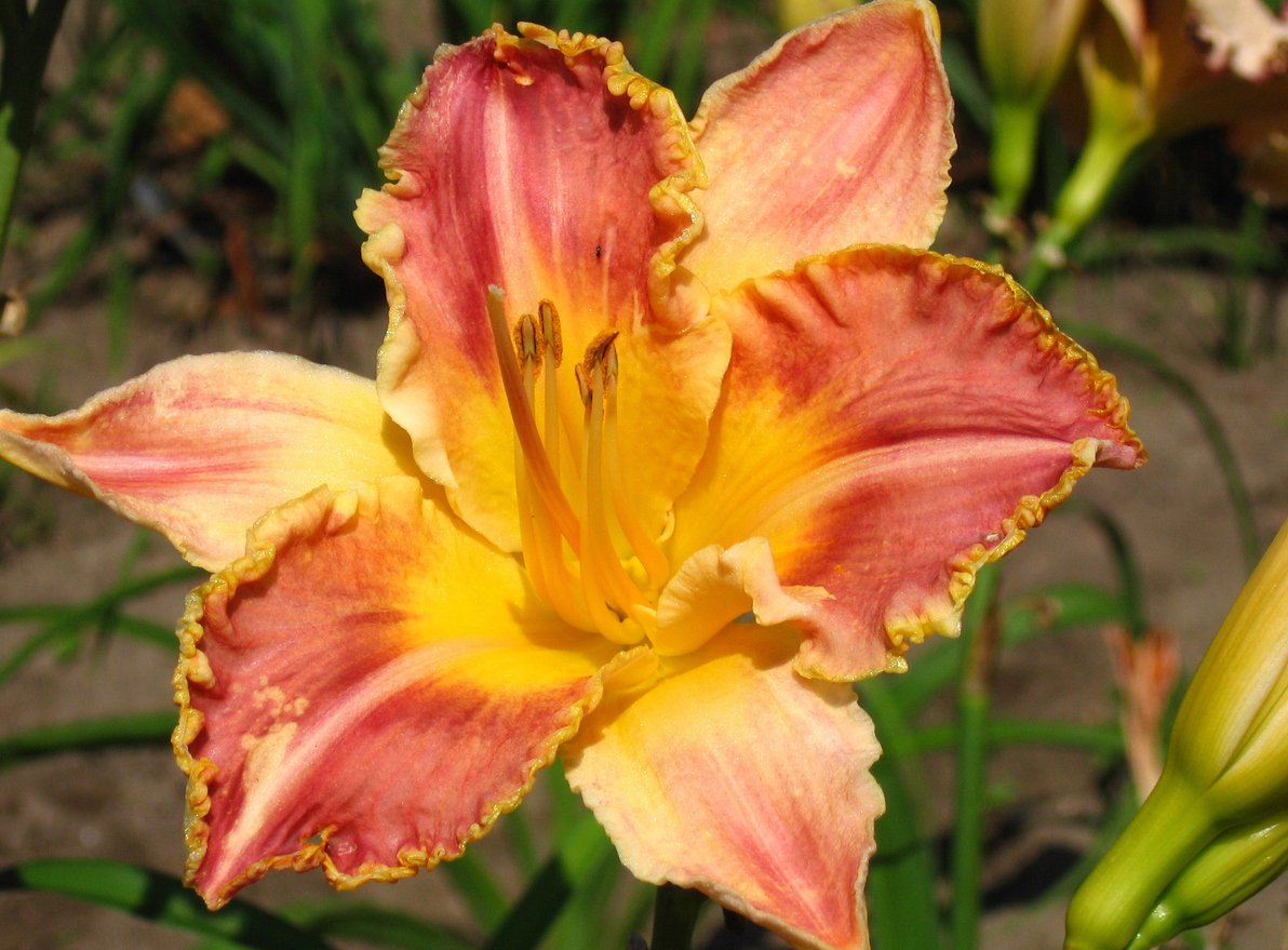 Liliowiec HEAVENLY PINK FANG - 3