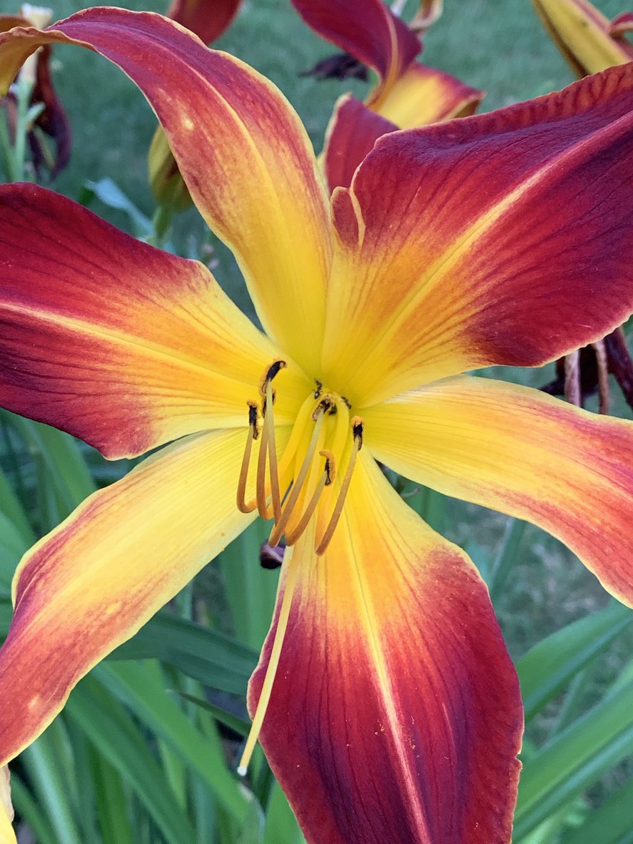 Liliowiec CHOKECHERRY MOUNTAIN - 2