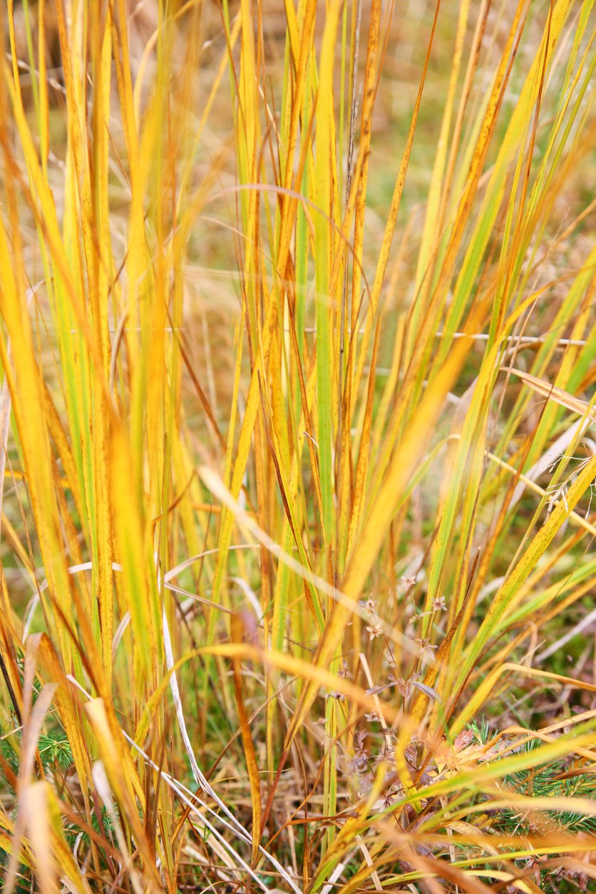 Ostnica trzcinowata SIROCCO - 2