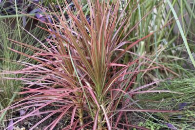 Miskant chiński PURPLE FALL