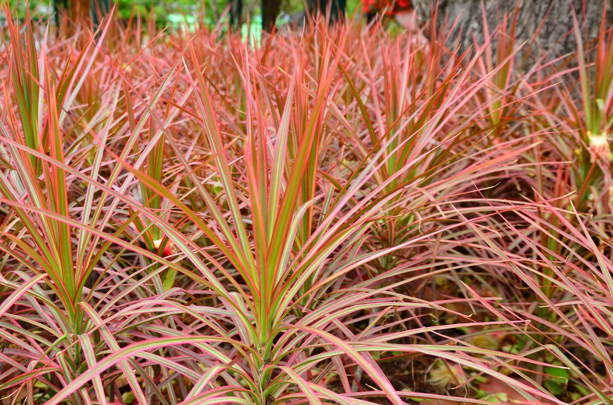 Miskant chiński PURPLE FALL - 2