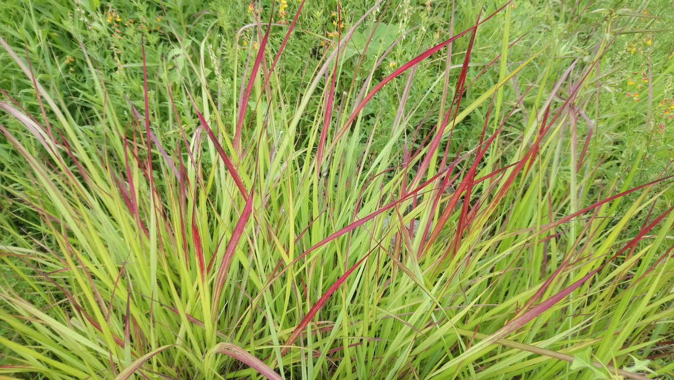 Miskant chiński PURPLE FALL - 3