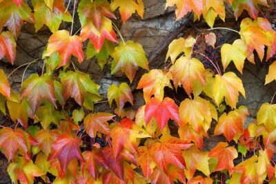 Winobluszcz trójklapowy FANWAY PARK