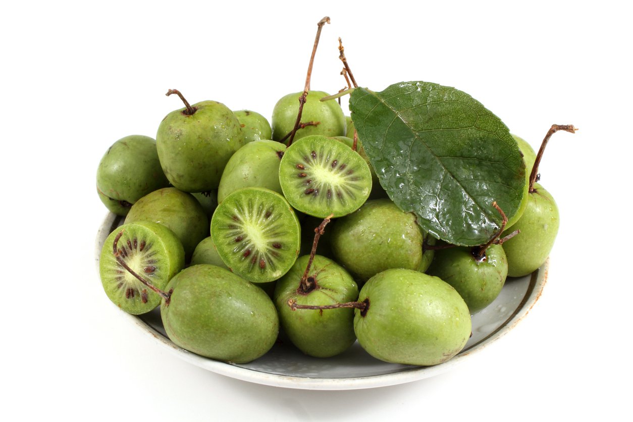 MINI KIWI Actinidia kolomikta
