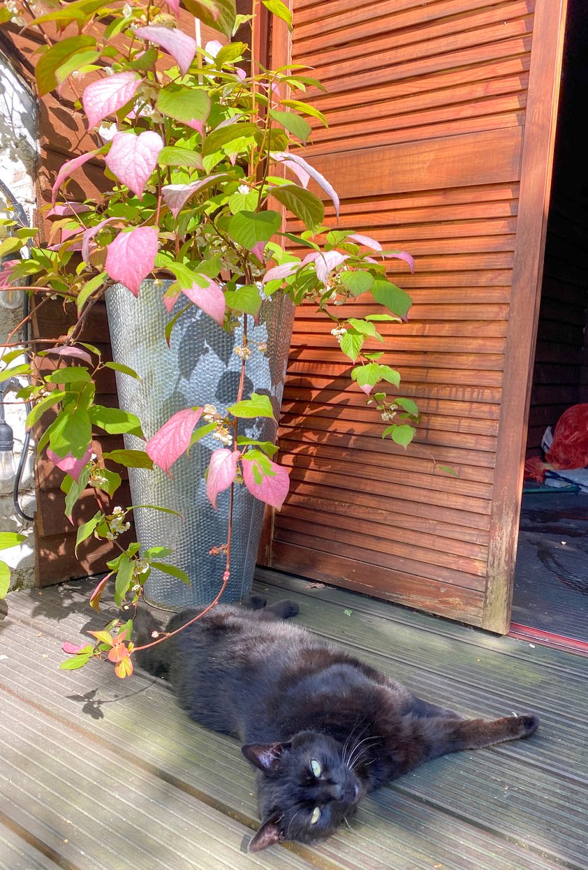 MINI KIWI Actinidia kolomikta