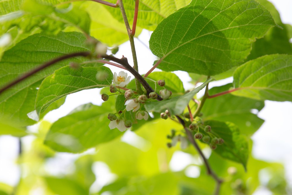 MINI KIWI Actinidia arguta męska- ZAPYLACZ
