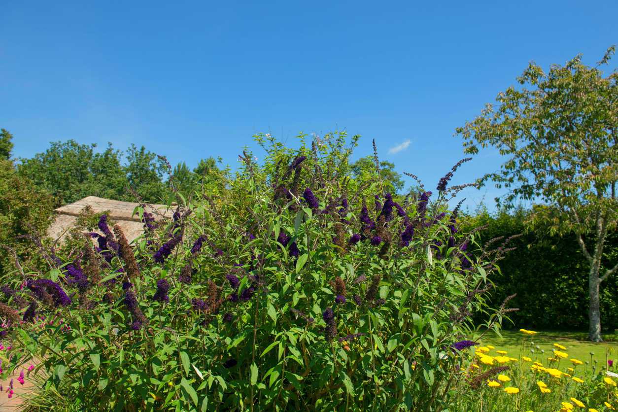 Budleja Davida BLACK KNIGHT - 1