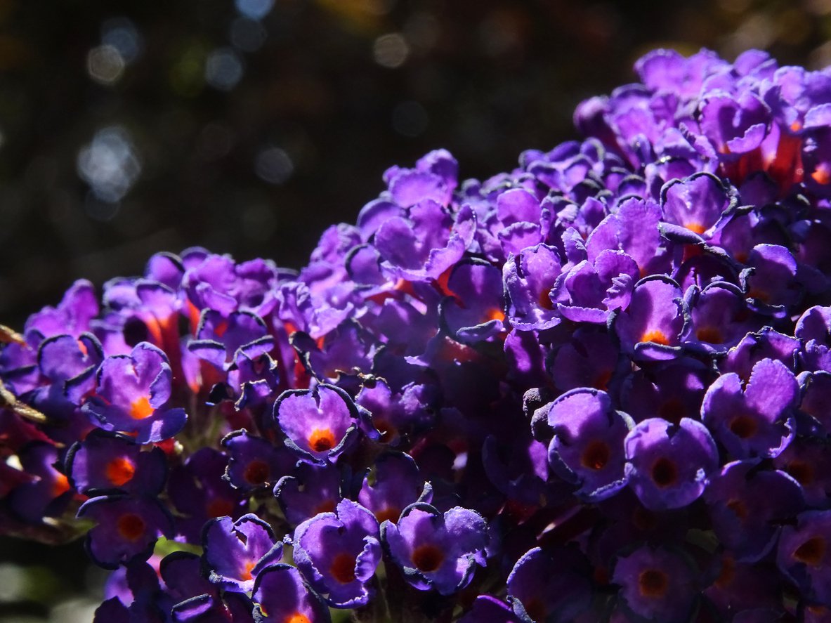 Budleja Davida BLACK KNIGHT - 2