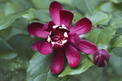 Kielichowiec APHRODITE