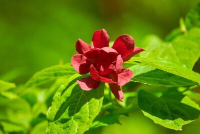 Kielichowiec Raulstona HARTLAGE WINE