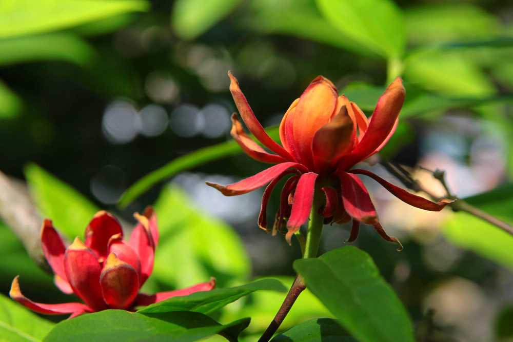 Kielichowiec Raulstona HARTLAGE WINE