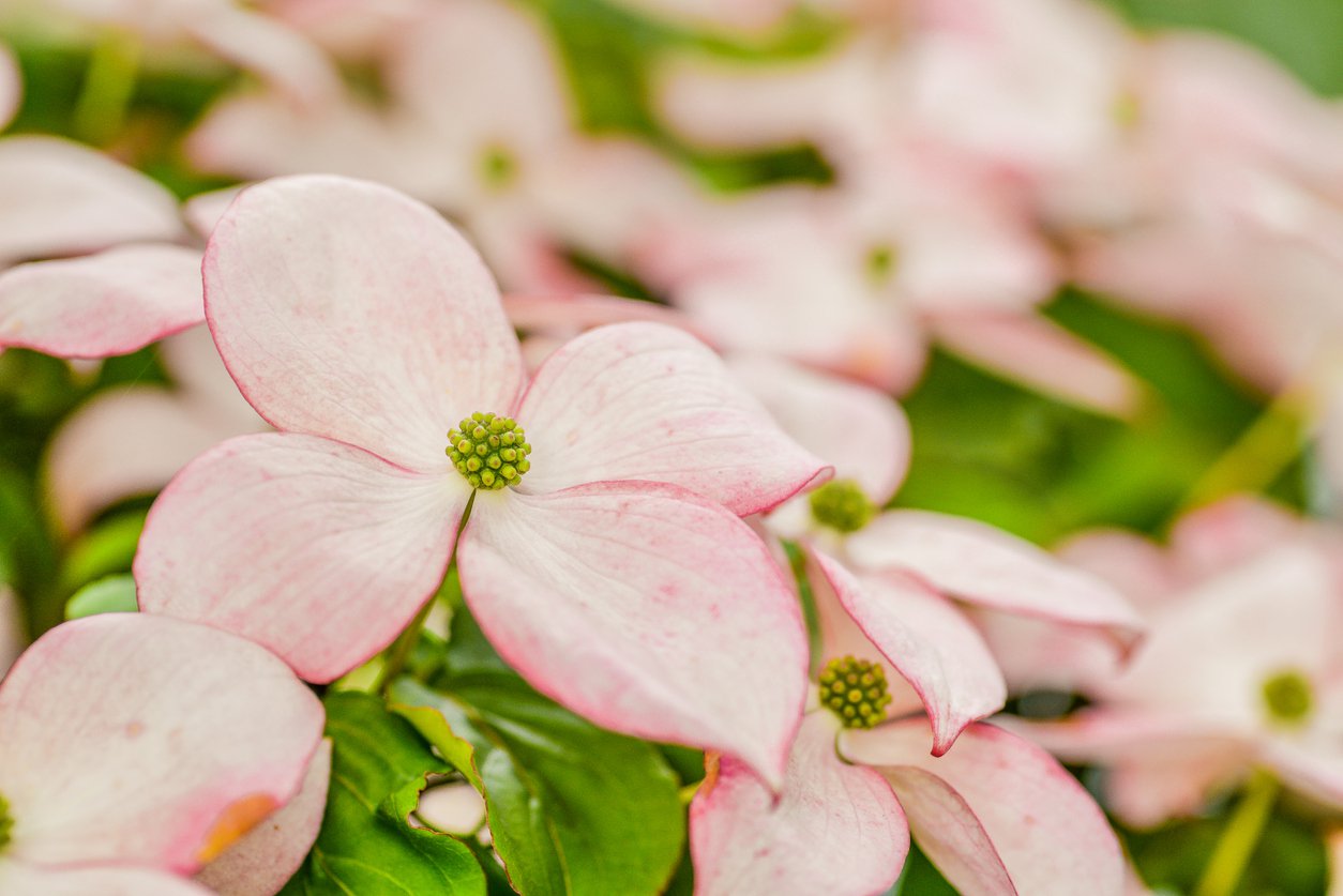 Dereń kousa HEART THROB