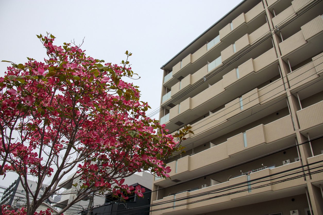 Dereń kousa HEART THROB