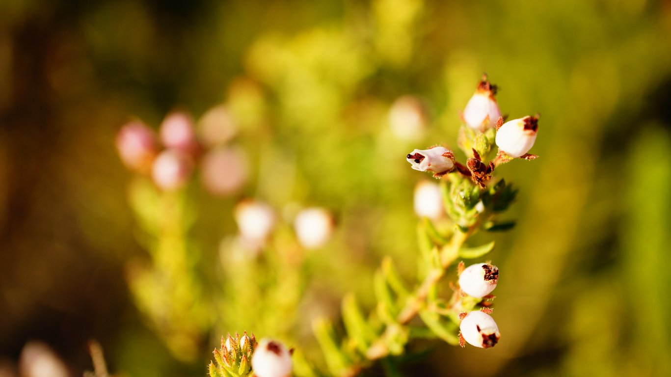 WRZOSIEC krwisty GOLDEN SCARLET