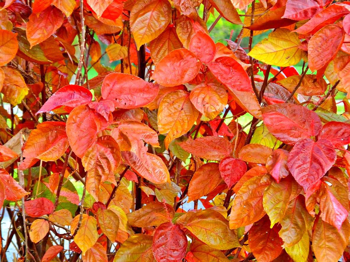 Fotergilla Gardena SUZANNE