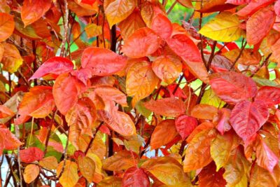 Fotergilla amerykanska BEAVER CREEK