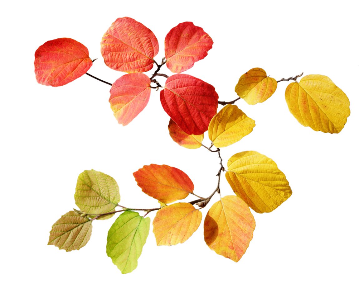 Fortegilla amerykanska BEAVER CREEK