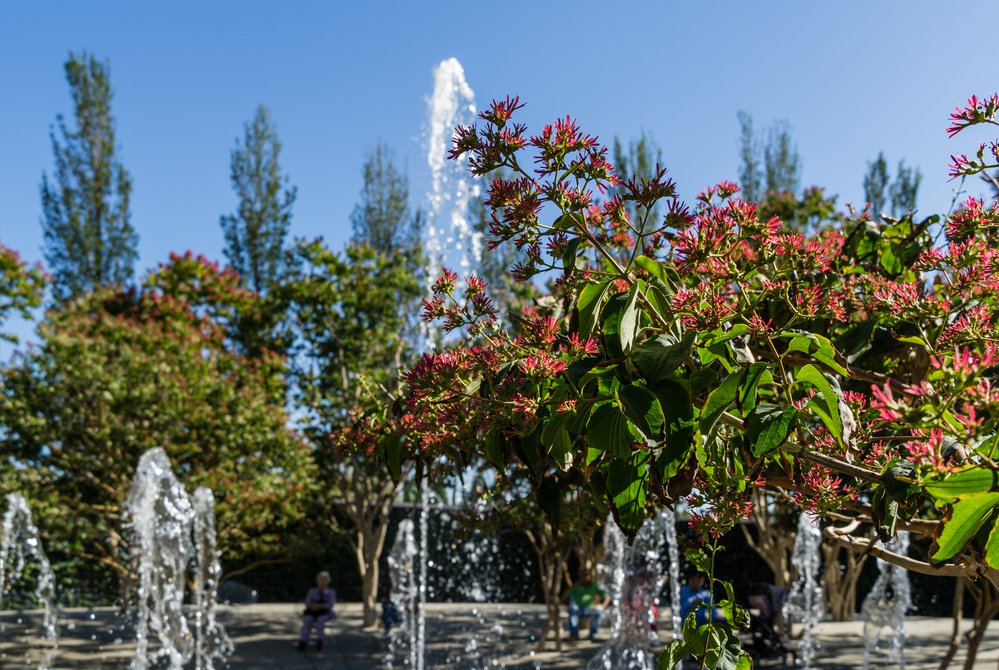 Heptakodium chińskie TIANSHAN