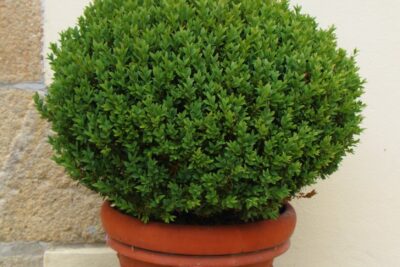 Ostrokrzew karbowanolistny STOKES