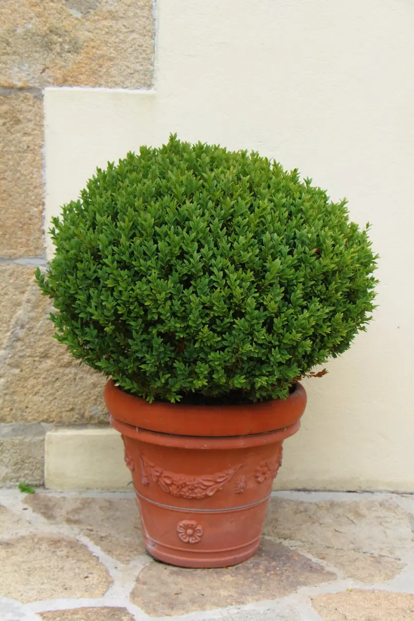 Ostrokrzew karbowanolistny STOKES