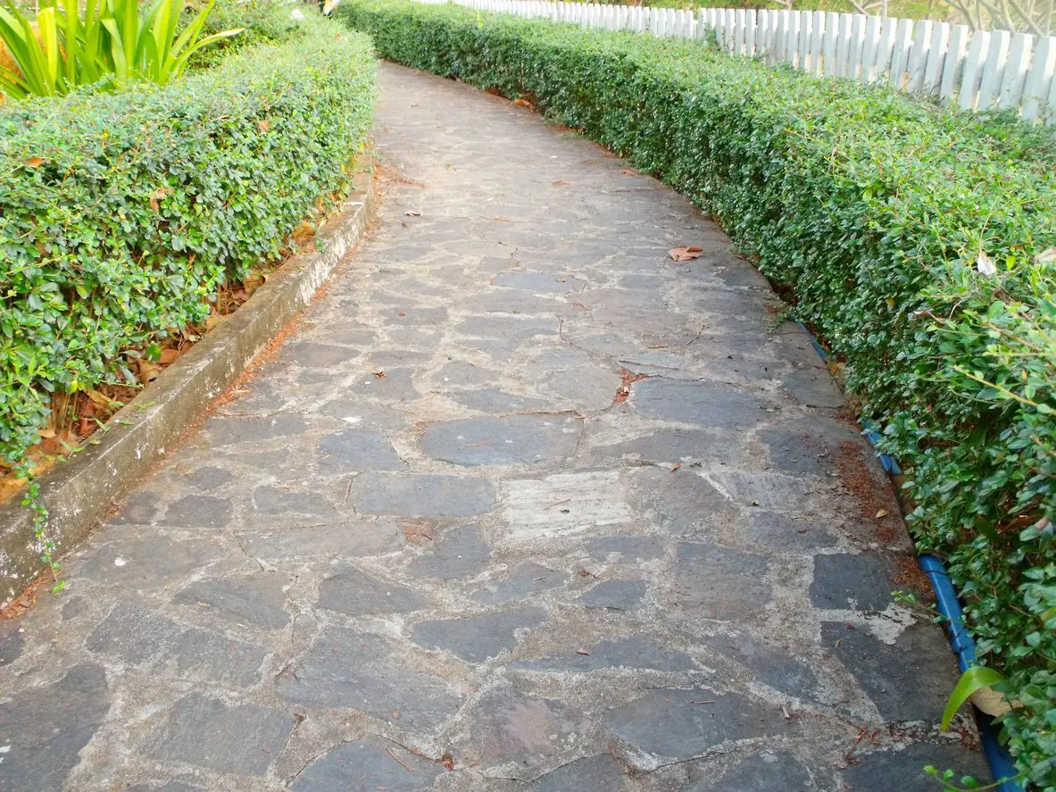 Ostrokrzew karbowanolistny STOKES