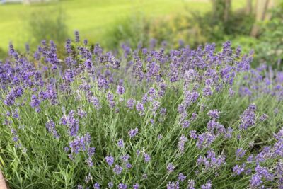 Lawenda ESSENCE PURPLE