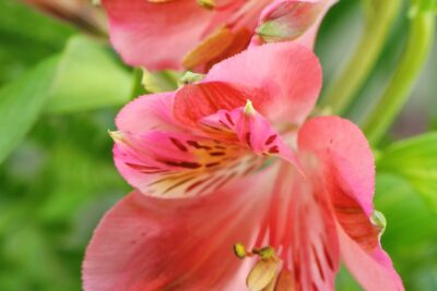 Alstroemeria VALLEY GIRL