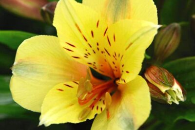 Alstroemeria SPRING VALLEY