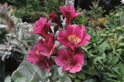 Alstroemeria RIVER VALLEY