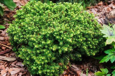 ŚWIERK POSPOLITY ECHINIFORMIS