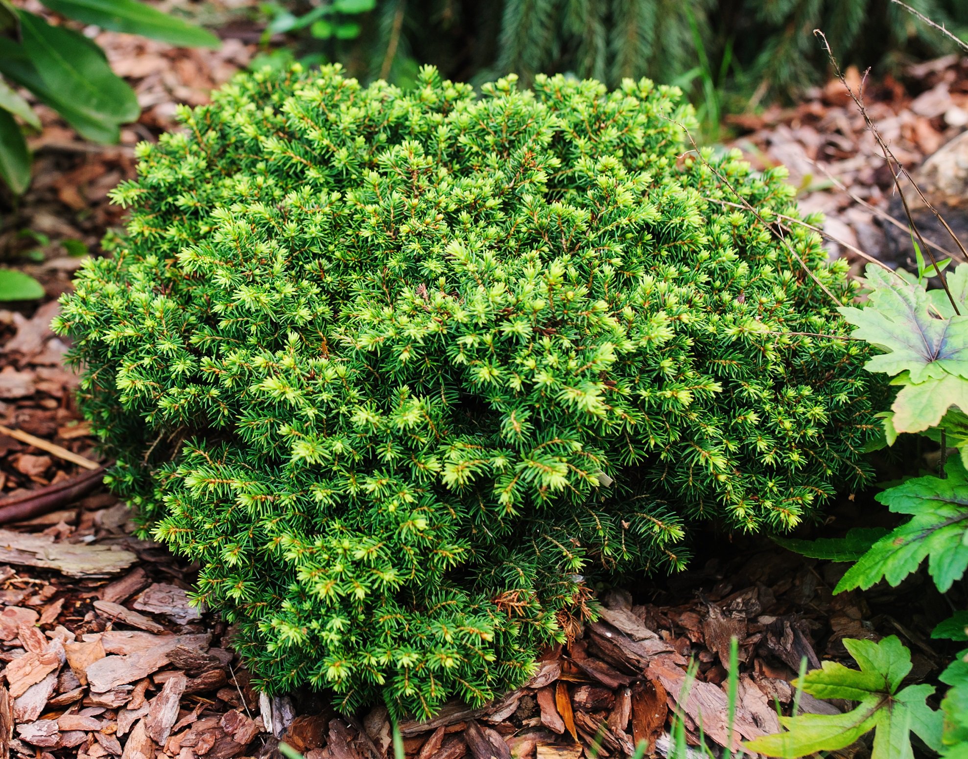 ŚWIERK POSPOLITY ECHINIFORMIS