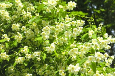 JAŚMINOWIEC YELLOW HILL