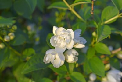 JAŚMINOWIEC VIRGINAL