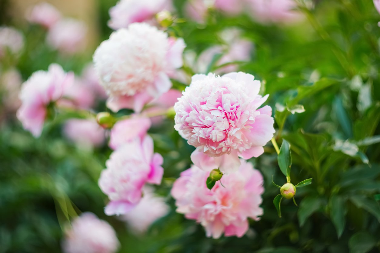 PIWONIA SARAH BERNHARDT