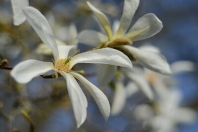 MAGNOLIA WADA’S MEMORY